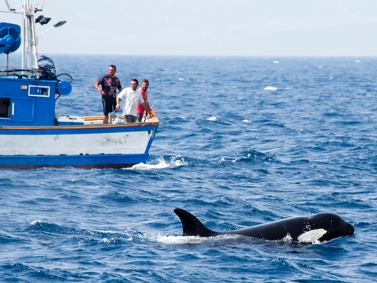 Orca The Killer Whale Beach